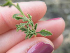 Jamesbrittenia tysonii