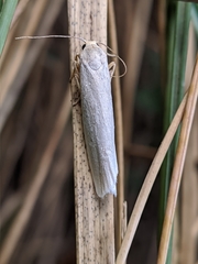 Eilema interpositella