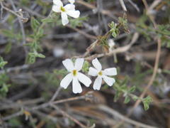 Jamesbrittenia tysonii