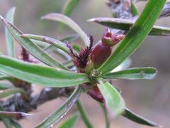 Cliffortia acutifolia