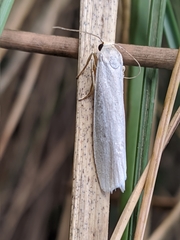 Eilema interpositella