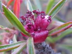 Cliffortia acutifolia