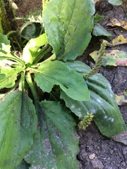 Plantago major
