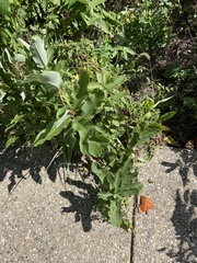 Asclepias syriaca