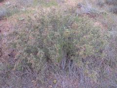 Cliffortia acutifolia