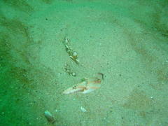 Ovalipes trimaculatus