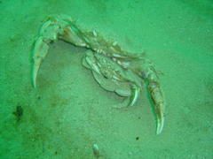 Ovalipes trimaculatus