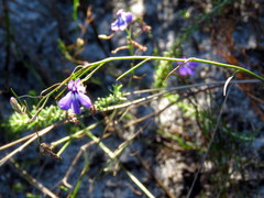 Lobelia setacea