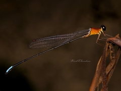 Indosticta deccanensis