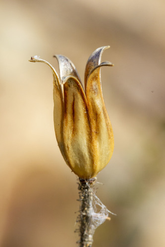 Drosophyllum lusitanicum