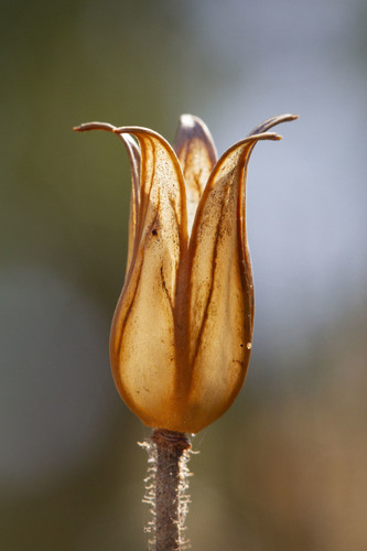 Drosophyllum lusitanicum