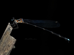 Indosticta deccanensis