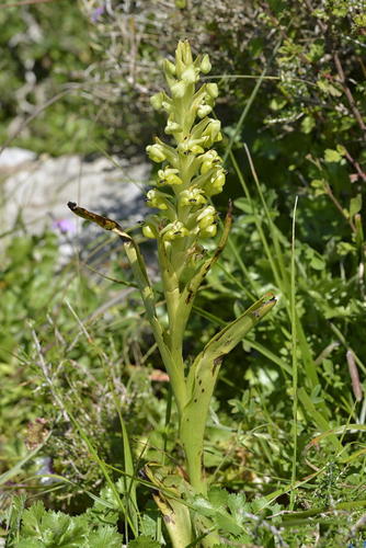 Pterygodium hallii