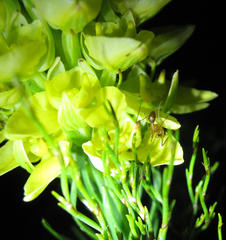 Ceratandra grandiflora