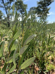 Fadogia homblei