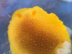 Doriopsilla albopunctata