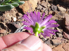 Brianhuntleya intrusa