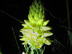 Ceratandra grandiflora