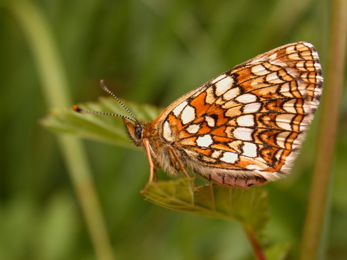 False Heath Fritillary, photo 7 of 8