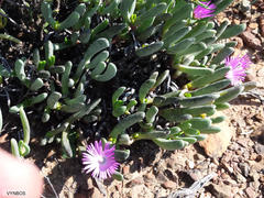 Brianhuntleya intrusa