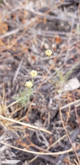 Nolletia jeanettae