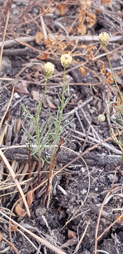 Low Beesbossie (Nolletia jeanettae)