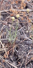 Nolletia jeanettae