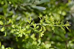 Galium tomentosum