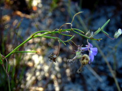 Lobelia setacea