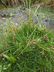 Cyperus diandrus