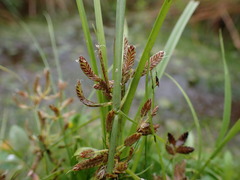 Cyperus diandrus