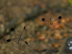 Calocypha laidlawi