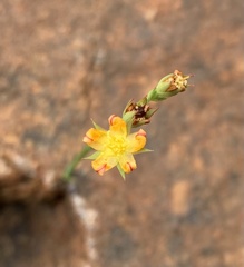 Hypericum lalandii