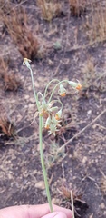 Tulbaghia leucantha