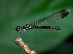 Calocypha laidlawi