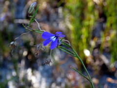 Lobelia setacea