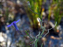 Lobelia setacea