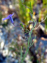 Lobelia setacea