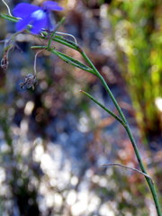 Lobelia setacea
