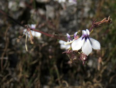 Lobelia setacea