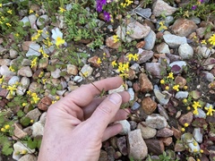Nemesia ligulata