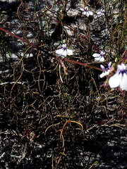 Lobelia setacea