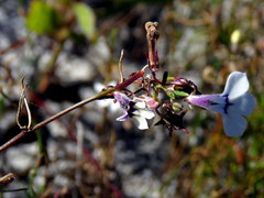 Lobelia setacea