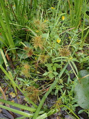 Cyperus engelmannii