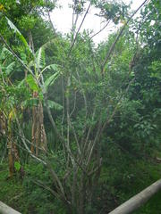 Kraussia floribunda
