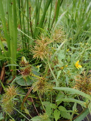 Cyperus engelmannii