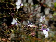 Lobelia setacea