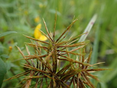 Cyperus engelmannii