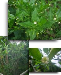 Kraussia floribunda
