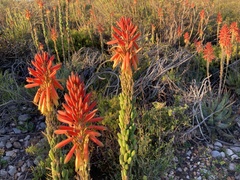 Aloe microstigma